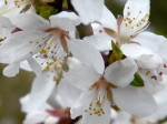 Prunus_kansuensis_perex.JPG