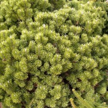 Pinus mugo 'Mops'