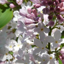 Syringa vulgaris 'Macrostachya'