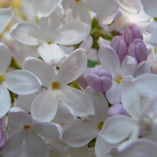 Syringa vulgaris 'Macrostachya'