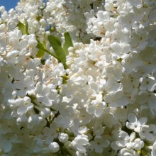 Syringa vulgaris 'Madame Florent Stepman'