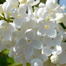 Syringa vulgaris 'Madame Florent Stepman'