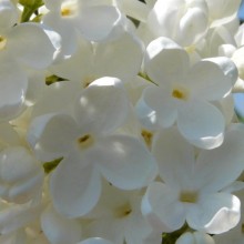 Syringa vulgaris 'Madame Florent Stepman'
