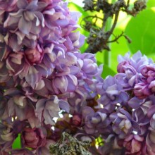 Syringa vulgaris 'Marc Micheli'