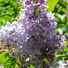 Syringa vulgaris 'Monsieur Maxime Cornu'