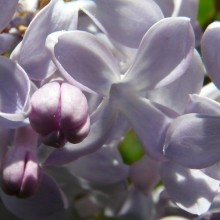 Syringa vulgaris 'Monsieur Maxime Cornu'