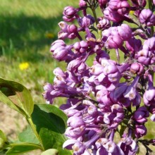 Syringa vulgaris 'Paul Thirion'