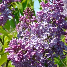 Syringa vulgaris 'President Massart'