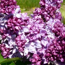 Syringa vulgaris 'President Poincare'