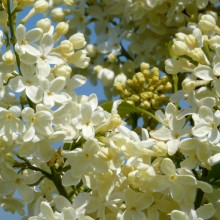 Syringa vulgaris 'Primrose'