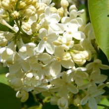 Syringa vulgaris 'Primrose'