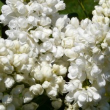 Syringa vulgaris 'Souvenir d‘Alice Harding'