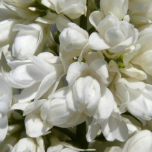 Syringa vulgaris 'Souvenir d‘Alice Harding'