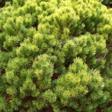 Pinus mugo 'Ophir'