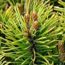 Pinus mugo 'Ophir'