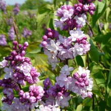 Syringa vulgaris 'Sweetheart'