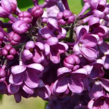 Syringa vulgaris 'Uncle Tom'