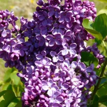 Syringa vulgaris 'Uncle Tom'