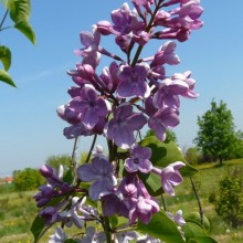 Syringa x hyacinthiflora 'Pink Cloud'