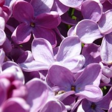 Syringa x hyacinthiflora 'Pink Spray'