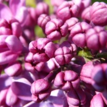 Syringa x hyacinthiflora 'Pink Spray'