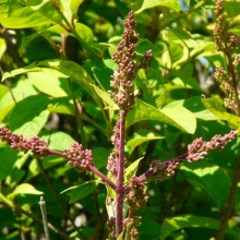 Syringa x wolfii x reflexa