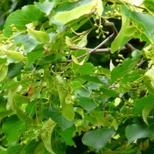 Tilia cordata