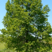 Tilia cordata 'Greenspire'