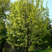 Tilia cordata 'Roelvo'