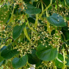 Tilia henryana