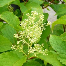 Tripterygium regelii | poupata