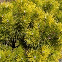 Pinus mugo 'Winter Gold'