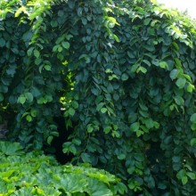 Ulmus glabra 'Pendula'