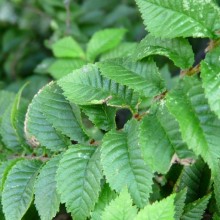 Ulmus x elegantissima 'Jacqueline Hillier'