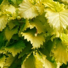 Ulmus x hollandica 'Wredei' | list