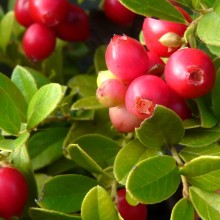 Vaccinium vitis-idaea 'Koralle'