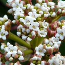 Viburnum davidii