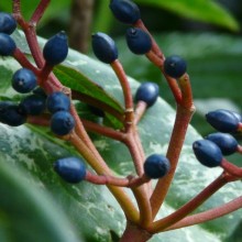 Viburnum davidii