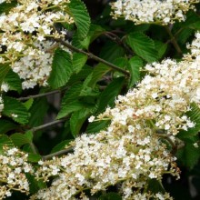 Viburnum dilatatum