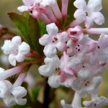 Viburnum farreri