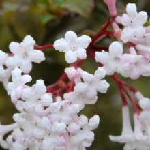 Viburnum farreri