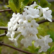 Viburnum farreri 'Candidissimum'