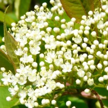 Viburnum prunifolium