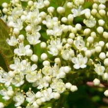 Viburnum prunifolium