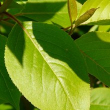 Viburnum prunifolium