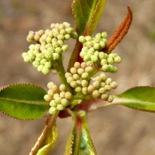 Viburnum prunifolium