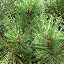 Pinus nigra