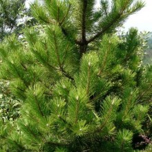 Pinus nigra