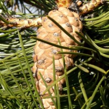Pinus nigra | šiška