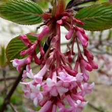 Viburnum x bodnantense 'Dawn'